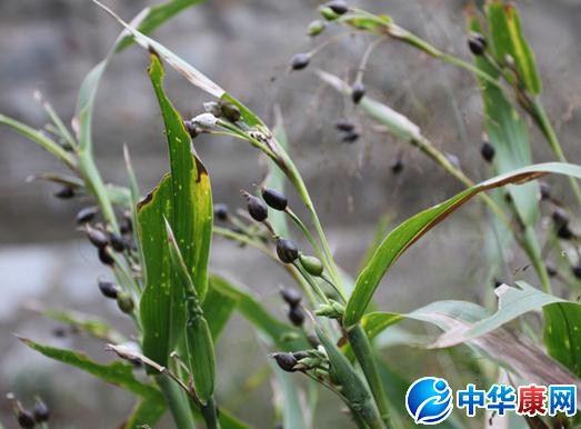 薏米产地_薏米的产地是哪里