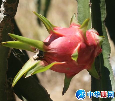 火龙果皮能吃吗 如何吃火龙果皮