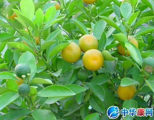 桔子树