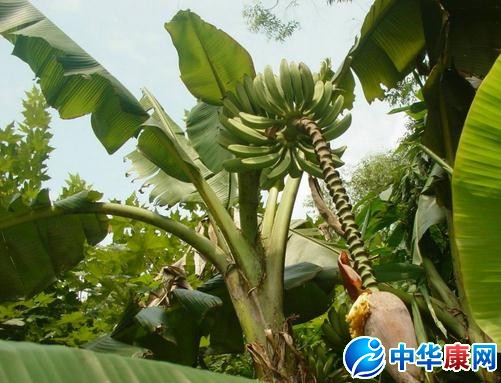【芭蕉树】芭蕉树是什么样的_芭蕉树图片介绍