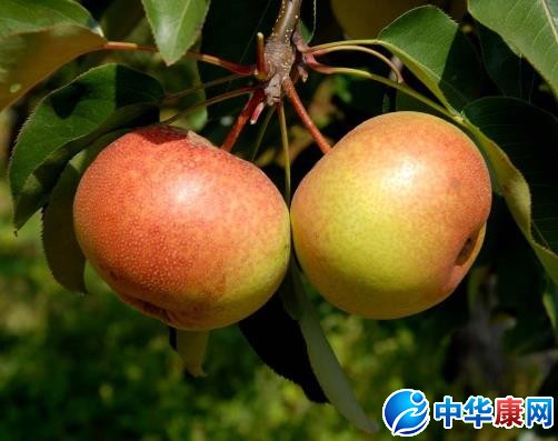【苹果梨】苹果梨图片介绍_苹果梨的营养价值