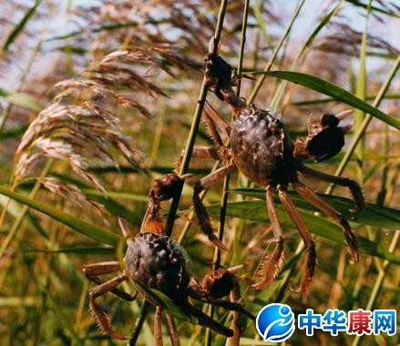 河蟹死了能吃吗_死了的河蟹还能吃吗