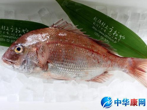 红鲷鱼