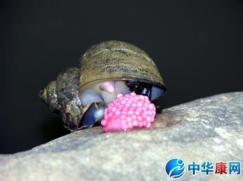 福寿螺
