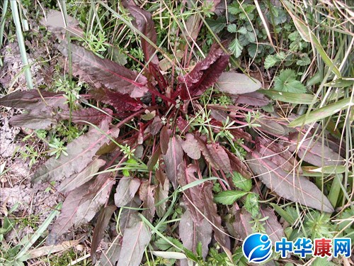 酸模