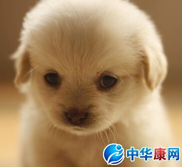 小九九是什么意思_什么是小九九_网络常识