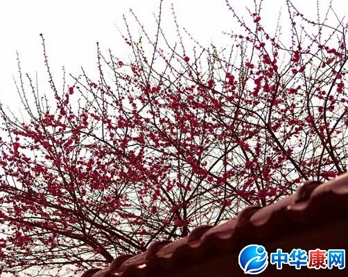 红杏出墙是什么意思
