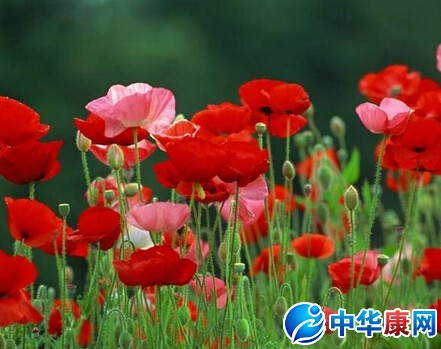 阿片网怎么找_一般怎么找阿片网_网络常识