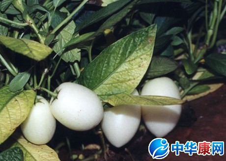 【孕妇能吃人参果吗】孕妇能不能吃人参果_孕