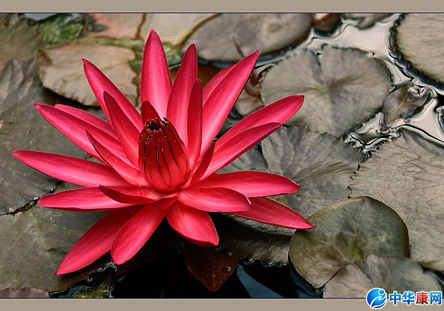 ��׵����ͻ���Ʒ�ȫ��