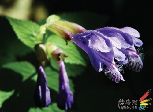 ��Ӱ����֪ʶ �ְ��ֽ������ʹ�þ�ͷ