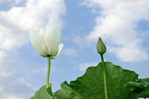 ˼·ĺɻ