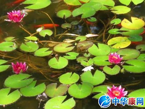 夏天的诗句(共10篇)