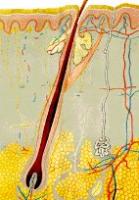 ë����������ʶ